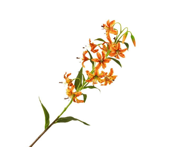 Lilium Botanical Orange