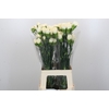 Dianthus St Rodas Creme