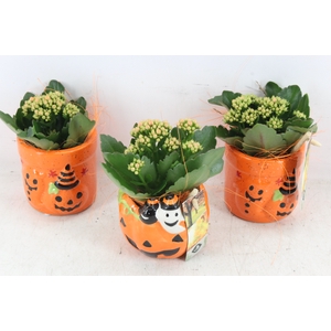 arr2 JS - Ker. halloween mix x8 oranje