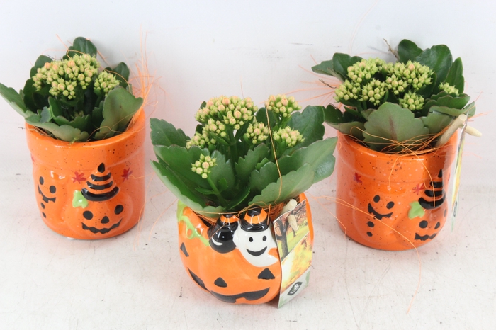 <h4>arr2 JS - Ker. halloween mix x8 oranje</h4>