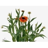 Helenium Moer Beauty