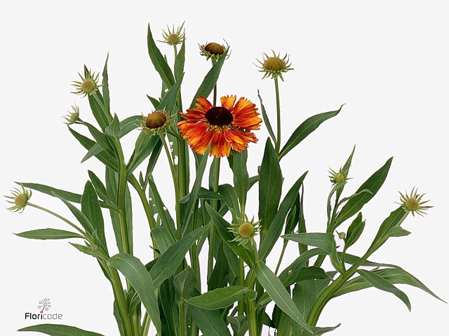 Helenium Moer Beauty