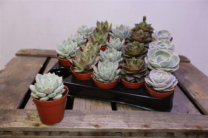 <h4>arr8 Crass Gem</h4>