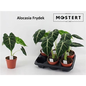 arr8 Aloc Frydek
