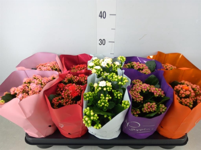 <h4>Kalanchoe blos. 'Perfecta'  ..mix 5</h4>