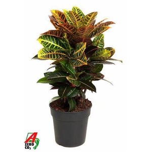 Cod Var Petra Vertakt