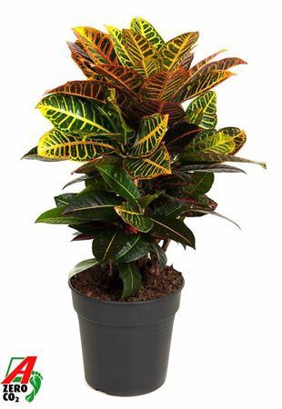 <h4>Cod Var Petra Vertakt</h4>