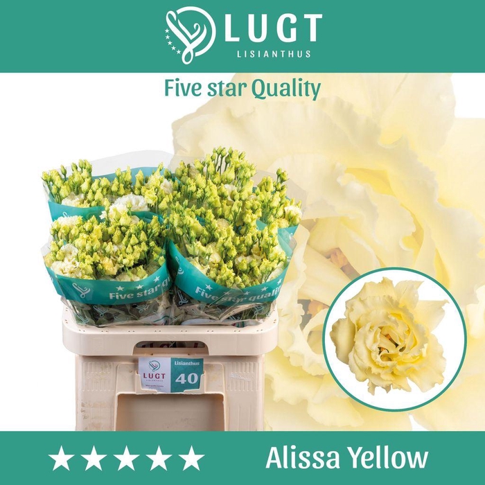 <h4>Lisianthus do alissa yellow</h4>