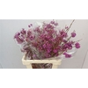 Callicarpa Bod Profu