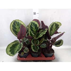 Calathea  'Medallion'