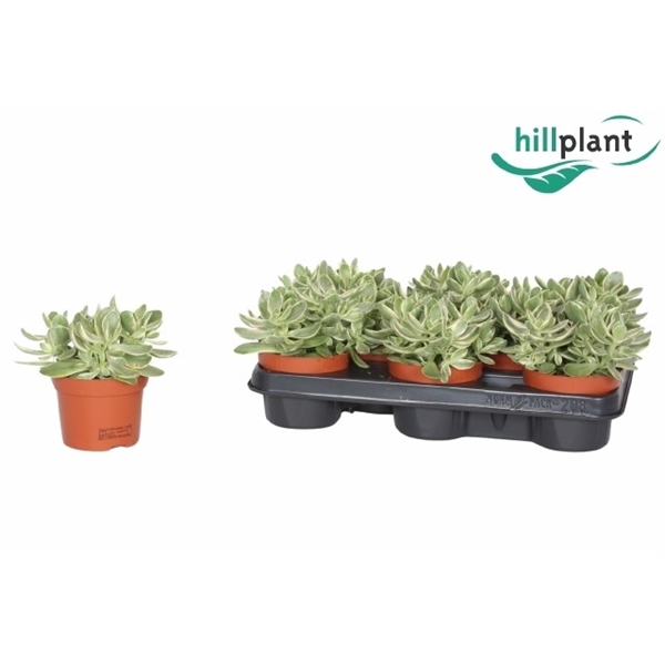 <h4>Crassula swaziensis variegata</h4>