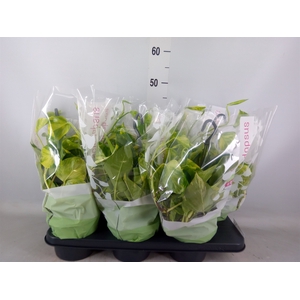 Epipremnum pinn.   HG