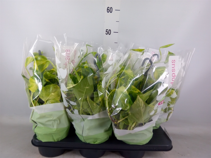 <h4>Epipremnum pinn.   HG</h4>