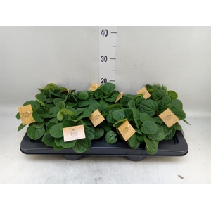 Peperomia albov. 'Rana Verde'