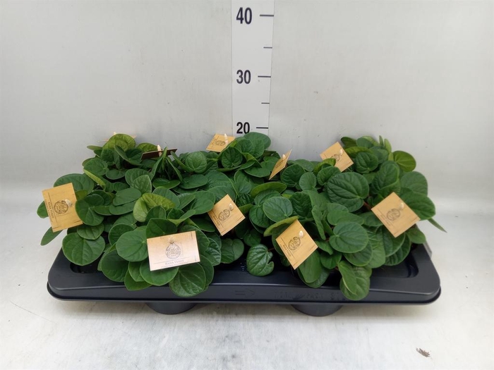 <h4>Peperomia albov. 'Rana Verde'</h4>