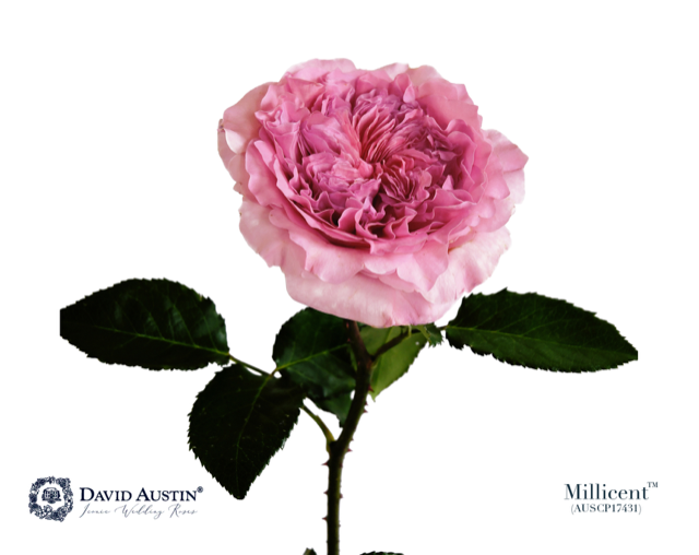 <h4>Rosa David Austin Millicent</h4>