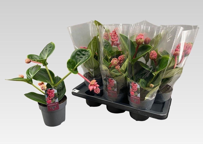 <h4>MEDIN MAG LAMBADA</h4>