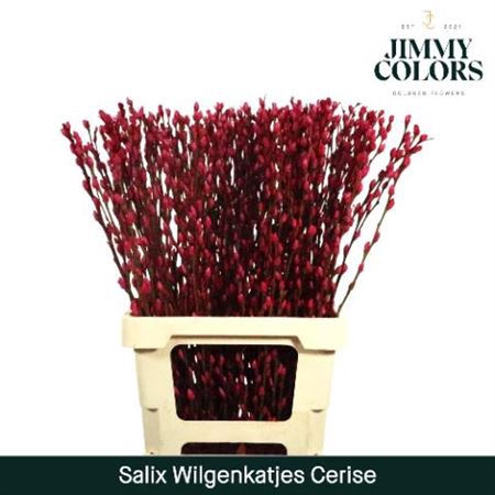 <h4>Salix Wilgenkatjes Cerise 70cm P Stem</h4>