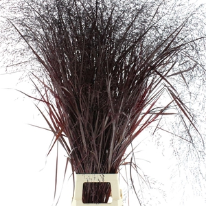 Siergras Klb Aubergine (2pack X75stems In Fust)