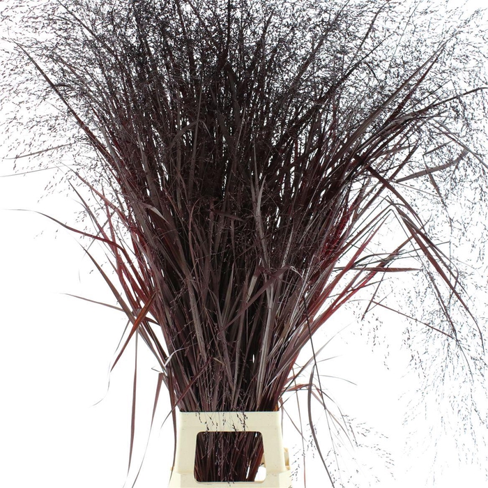 <h4>Siergras Klb Aubergine (2pack X75stems In Fust)</h4>