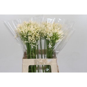 Agapanthus White Heaven