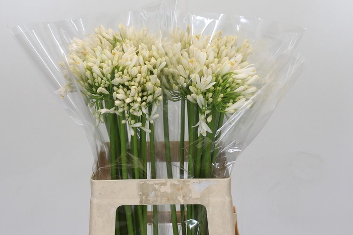 <h4>Agapanthus White Heaven</h4>