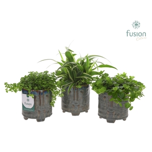 Pot op voet keramiek Medium met Groen plant