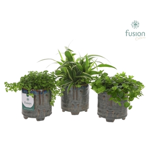 Pot op voet keramiek Medium met Groen plant