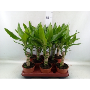 Dracaena frag. 'Steudneri'