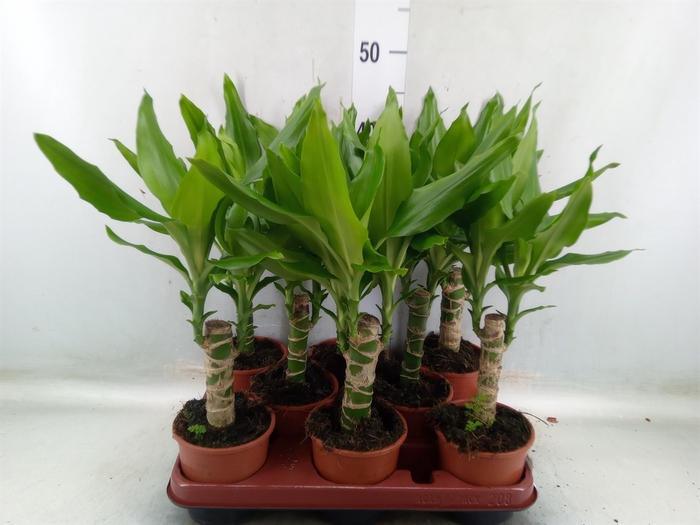 <h4>Dracaena frag. 'Steudneri'</h4>