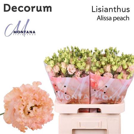 <h4>Eus G Alissa Peach</h4>