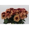 Dahlia Creme de Cognac