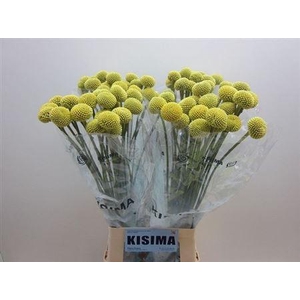 Craspedia Paintball Pop