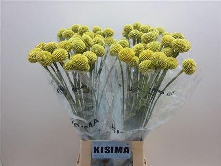 <h4>Cras Paintball Pop</h4>