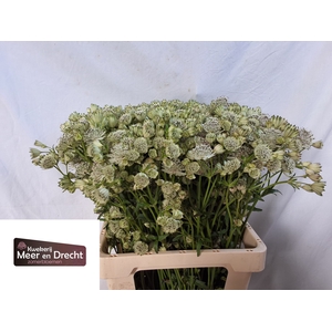 Astrantia Shaggy Meer en Drecht
