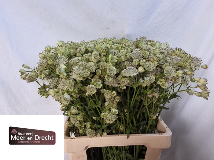 <h4>Astrantia Shaggy Meer en Drecht</h4>