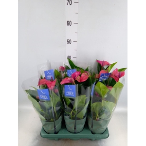 Anthurium andr. 'Pure Purple'