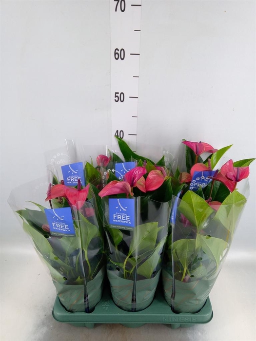 <h4>Anthurium andr. 'Pure Purple'</h4>