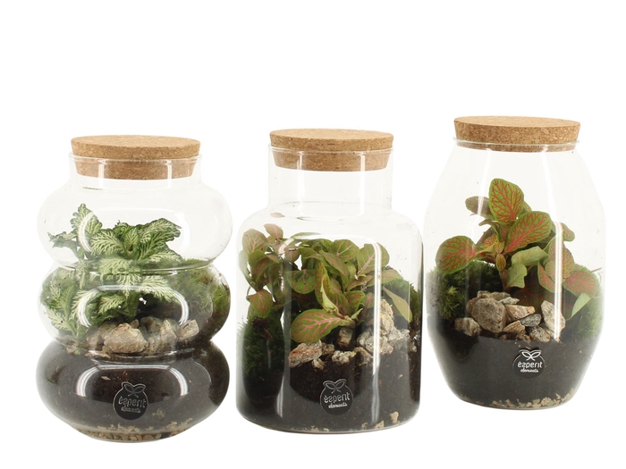 <h4>Arr.   Planten L%</h4>