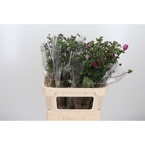 ANEMONE OVERIG PURPLE