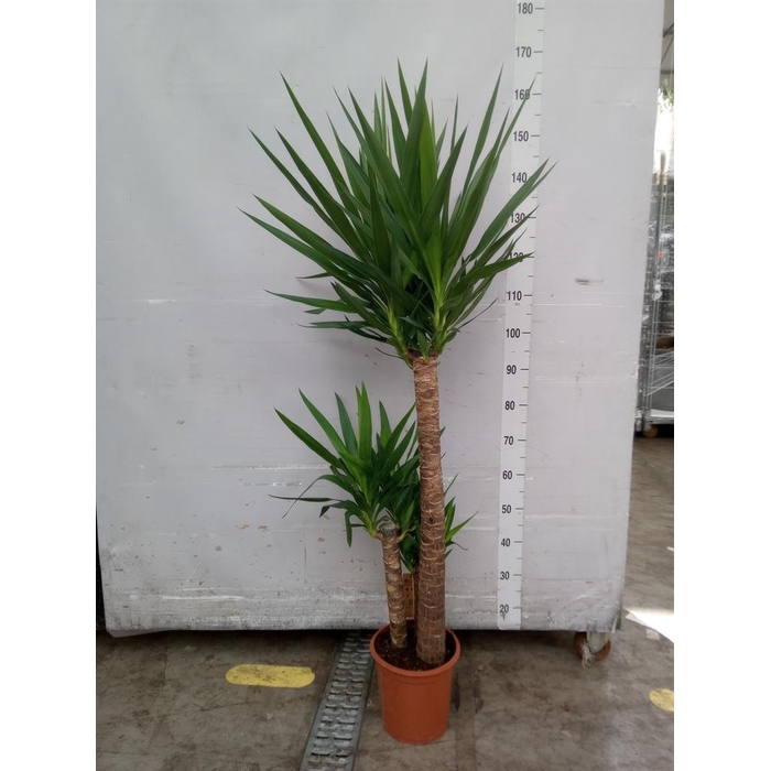 <h4>Yucca   ...</h4>