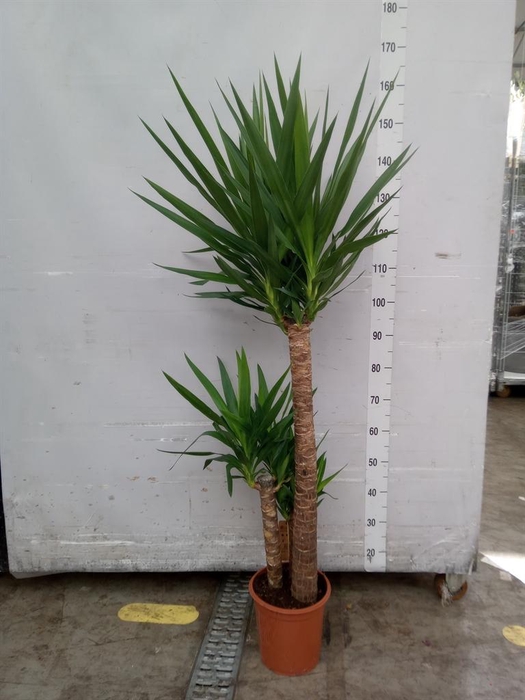 <h4>Yucca   ...</h4>