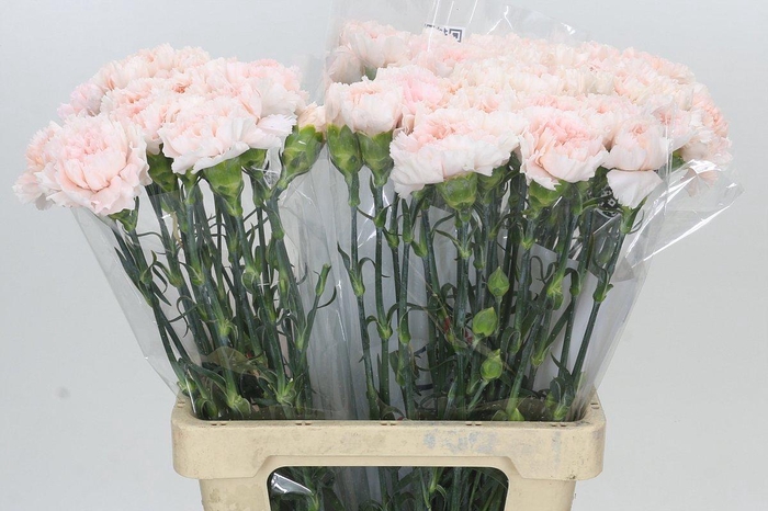 <h4>Dianthus St Maruchi</h4>