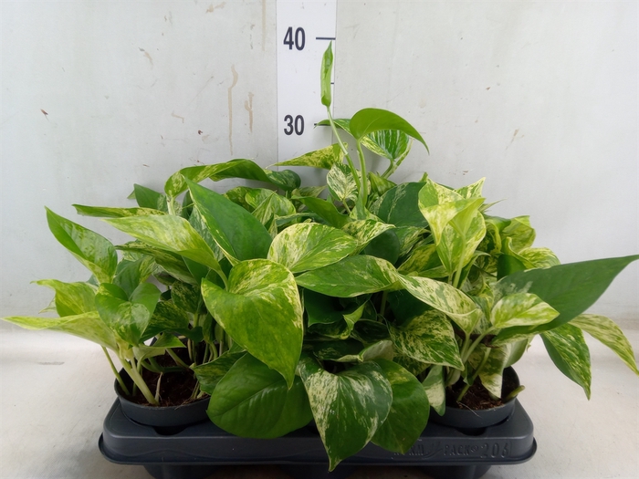 <h4>Epipremnum pinn. 'Marble Queen'</h4>