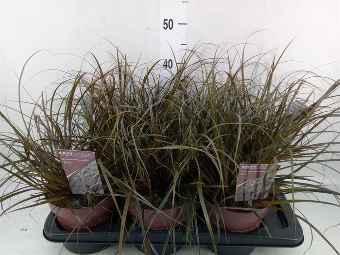 <h4>Uncinia rubra</h4>