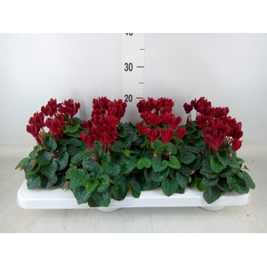 Cyclamen KL 'Compact'