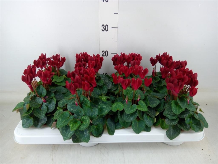 <h4>Cyclamen KL 'Compact'</h4>