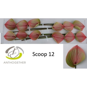 Anthurium Scoop