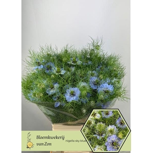 Nigella Jekyll Oxford Blue Frank Zon