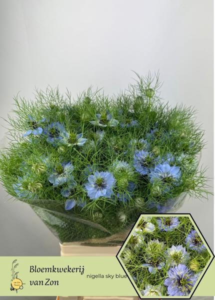 <h4>Nigella Jekyll Oxford Blue Frank Zon</h4>